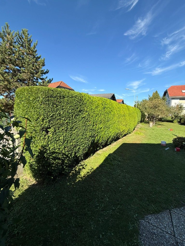 Geschnittene Hecke von der Gartenseite gesehen