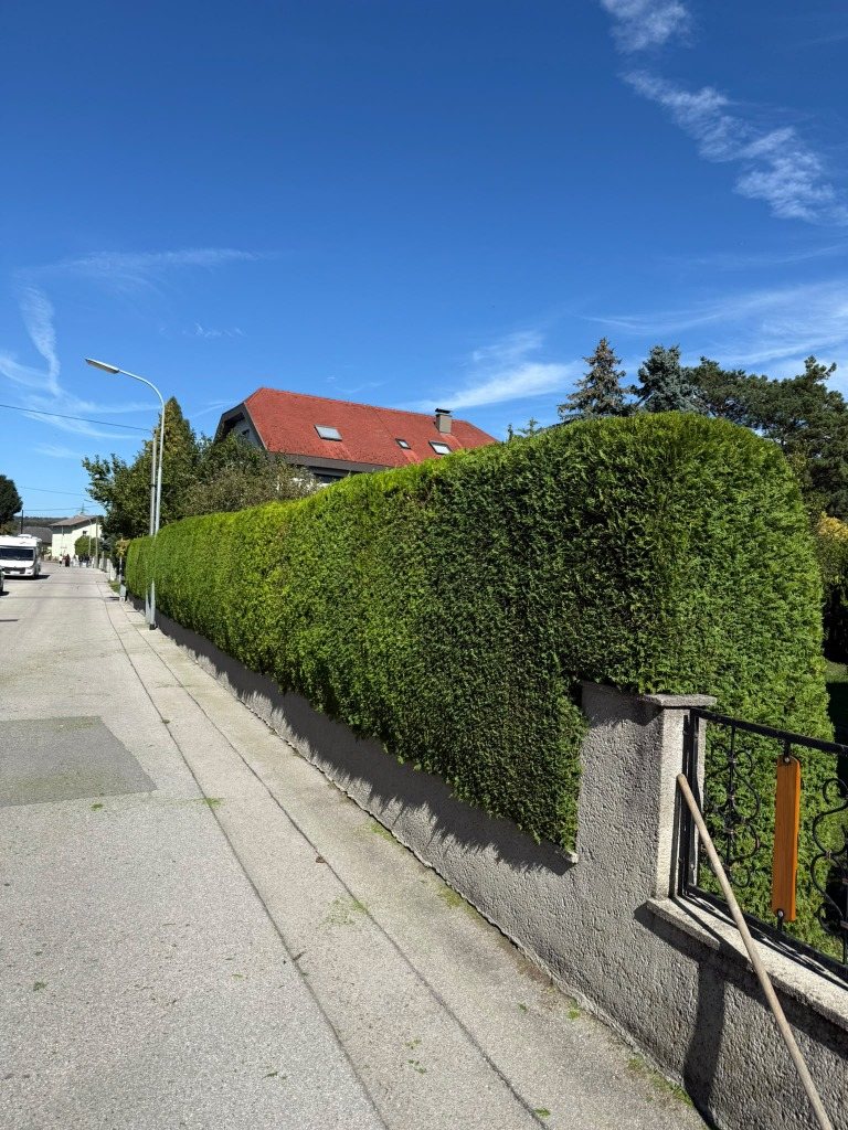Frisch geschnittene Hecke über einer Gartenmauer