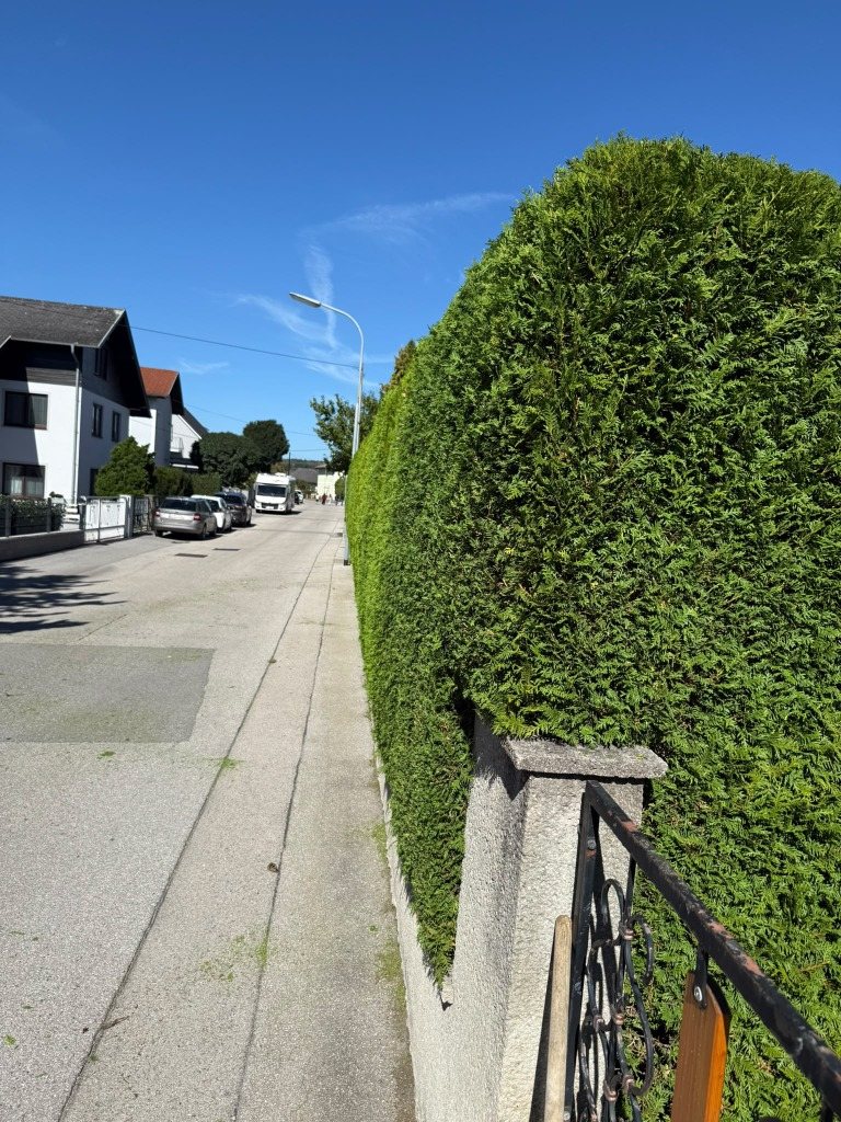 Gerade geschnittene Hecke neben dem Gartentor