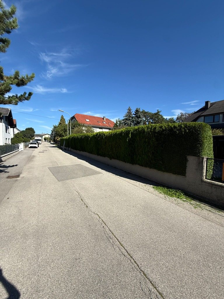Hecke nach dem Schnitt, niedrig und gerade entlang der Straße