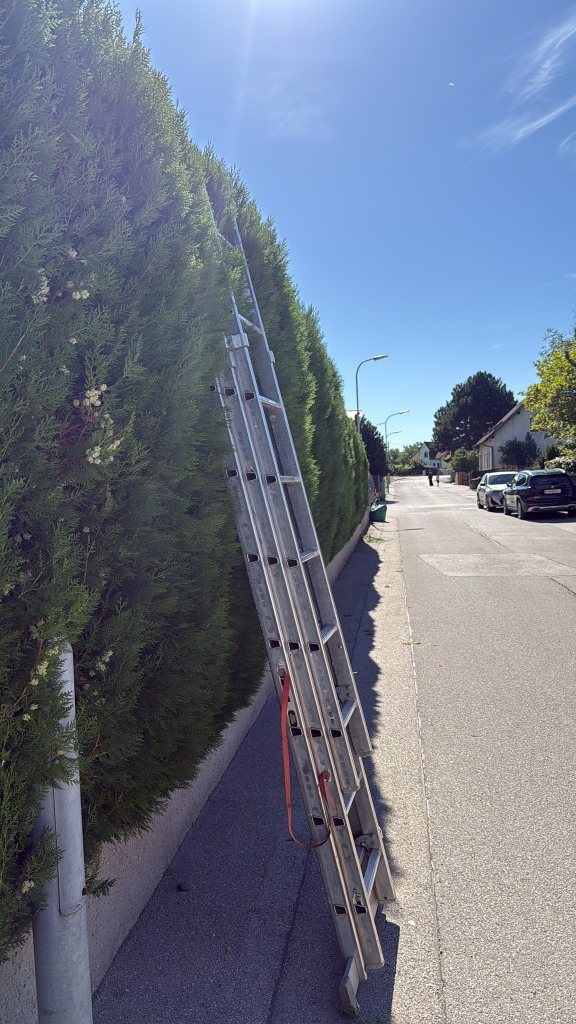 Hohe, ungeschnittene Hecke entlang eines Gehsteigs, eine Leiter lehnt daran